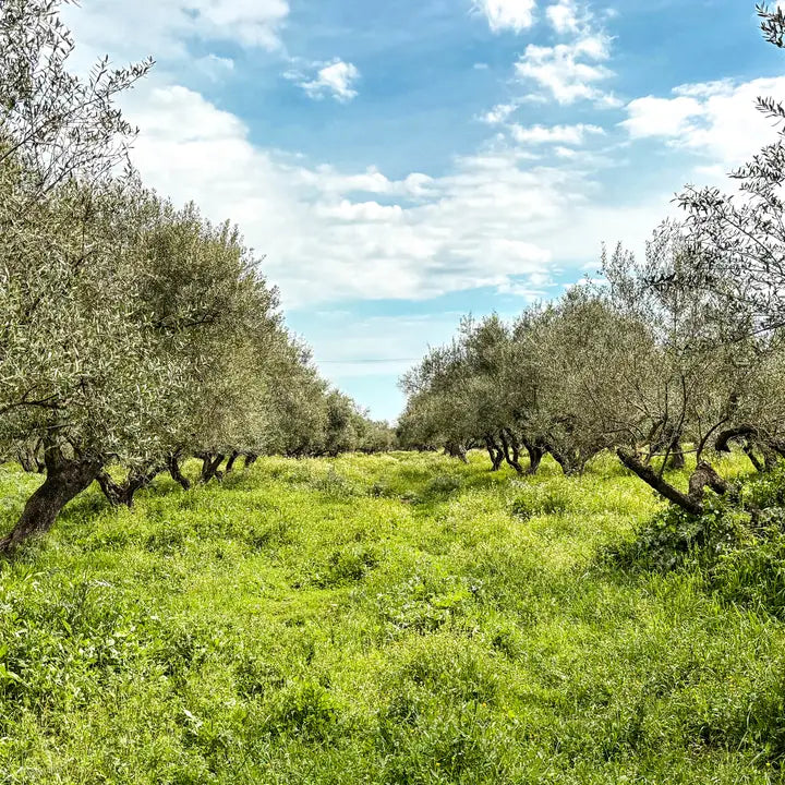 Citizens of Soil - Greek Virgin Olive Oil 500ml