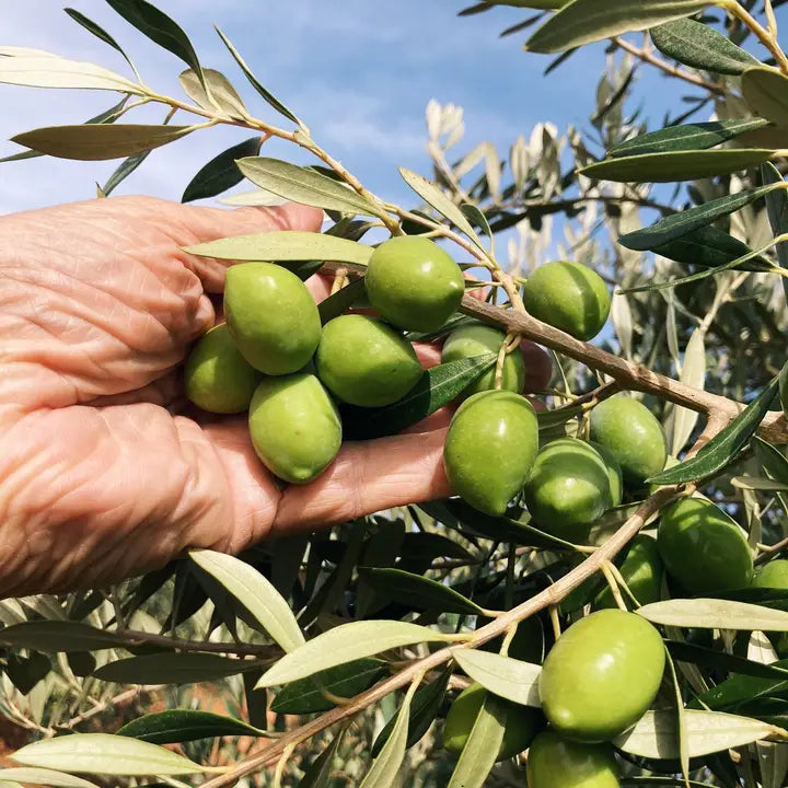 Citizens of Soil - Spanish Extra Virgin Olive Oil 500ml